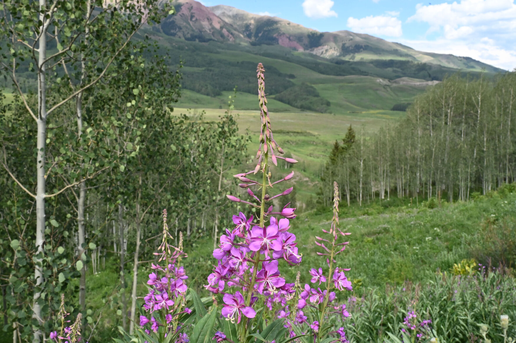 072420-news-wildflowers 23.JPG